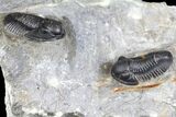Two Detailed Gerastos Trilobite Fossil - Morocco #134099-3
